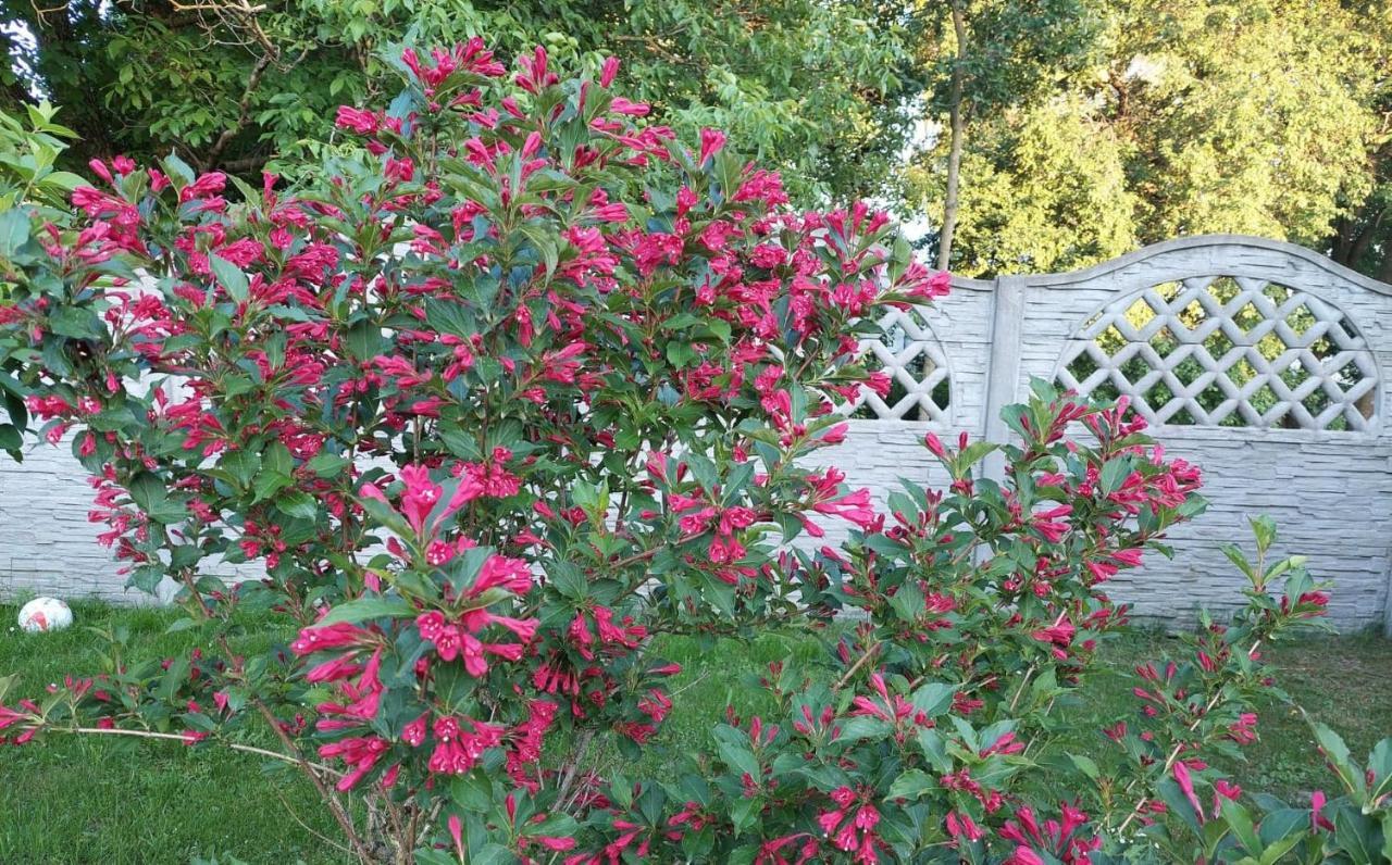 Magnolia Gospodarstwo Agroturystyczne كاجيمير دولنه المظهر الخارجي الصورة