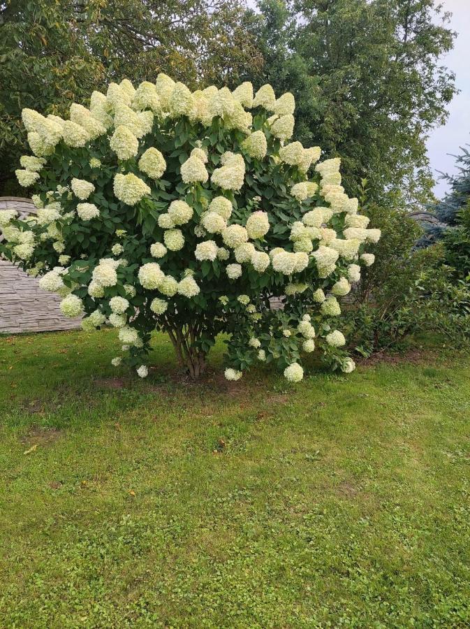 Magnolia Gospodarstwo Agroturystyczne كاجيمير دولنه المظهر الخارجي الصورة